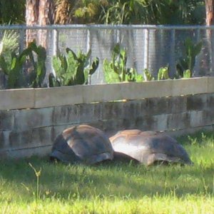 ALDABRA BREEDER