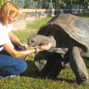 ALDABRA BREEDER
