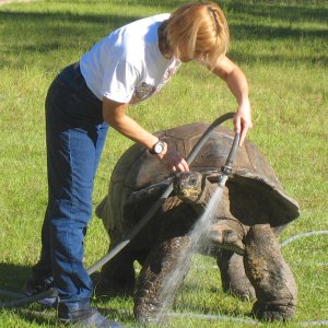 ALDABRA BREEDER