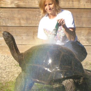 ALDABRA BREEDER