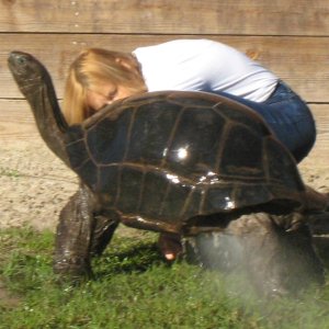 ALDABRA BREEDER