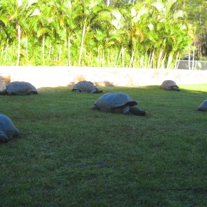 ALDABRA BREEDER