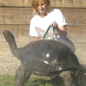 ALDABRA BREEDER