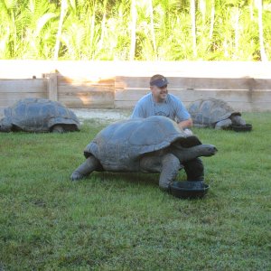 ALDABRA BREEDER