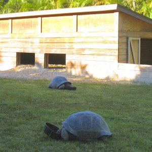 ALDABRA BREEDER
