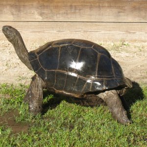ALDABRA BREEDER