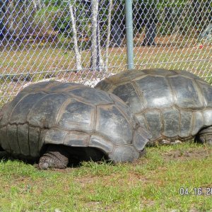 ALDABRA BREEDER