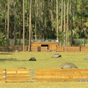 ALDABRA BREEDER