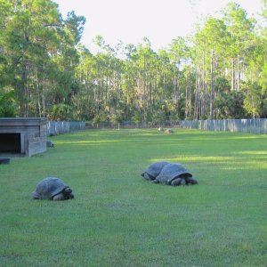 ALDABRA BREEDER
