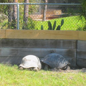 ALDABRA BREEDER