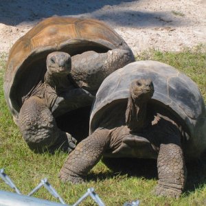 ALDABRA BREEDER