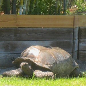 ALDABRA BREEDER