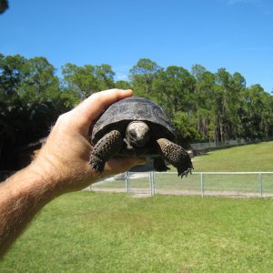 ALDABRA BREEDER
