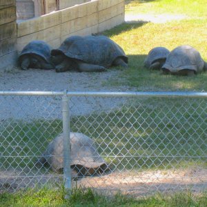 ALDABRA BREEDER
