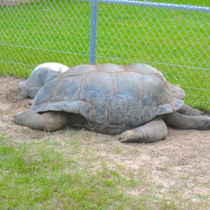 ALDABRA BREEDER
