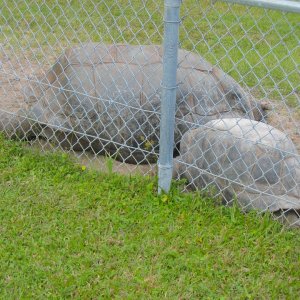 ALDABRA BREEDER
