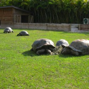 ALDABRA BREEDER