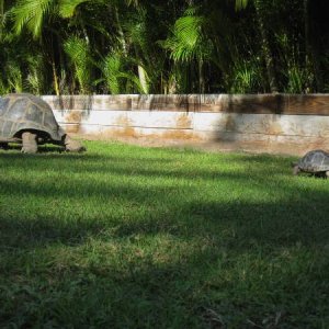 ALDABRA BREEDER