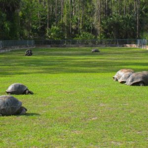 ALDABRA BREEDER