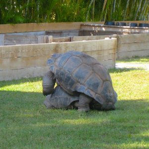 ALDABRA BREEDER