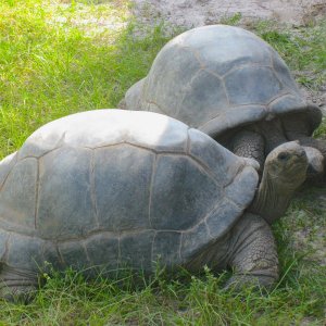 ALDABRA BREEDER