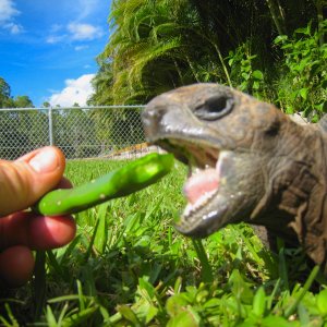 ALDABRA BREEDER