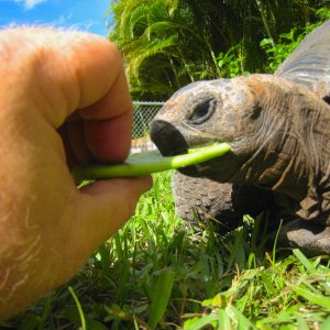 ALDABRA BREEDER