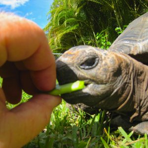 ALDABRA BREEDER