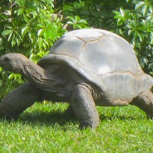 ALDABRA BREEDER