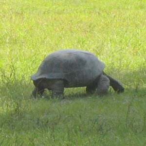 ALDABRA BREEDER