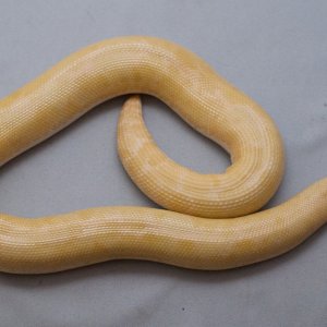 Patternless_Snow_Femaleweb