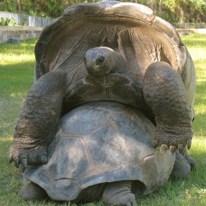 ALDABRA BREEDER