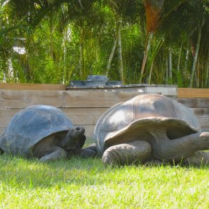 ALDABRA BREEDER