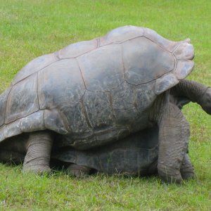 ALDABRA BREEDER