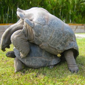 ALDABRA BREEDER