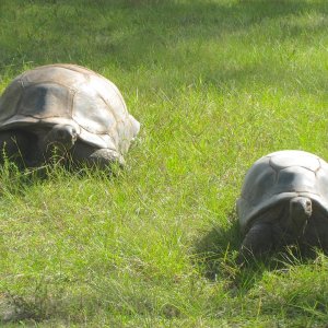 ALDABRA BREEDER