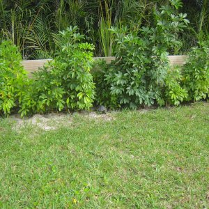 ALDABRA BREEDER