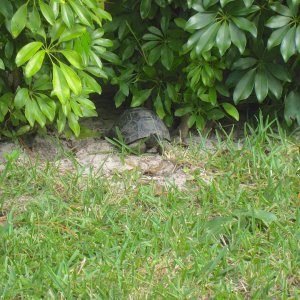 ALDABRA BREEDER