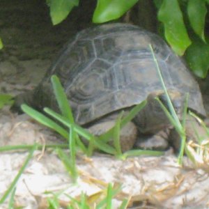 ALDABRA BREEDER