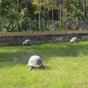 ALDABRA BREEDER