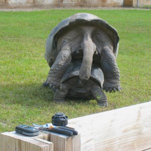 ALDABRA BREEDER