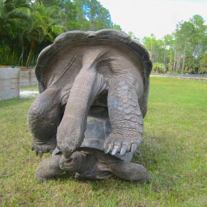 ALDABRA BREEDER