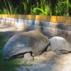 ALDABRA BREEDER