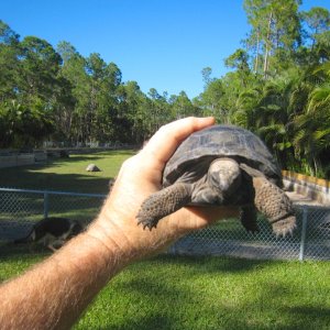 ALDABRA BREEDER