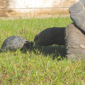 ALDABRA BREEDER