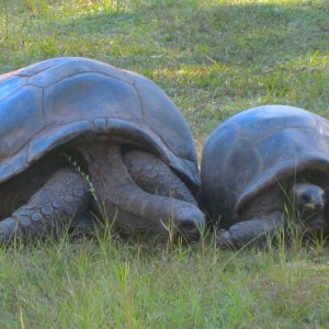 ALDABRA BREEDER
