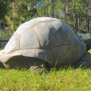 ALDABRA BREEDER