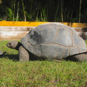 ALDABRA BREEDER
