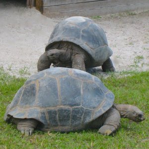 ALDABRA BREEDER