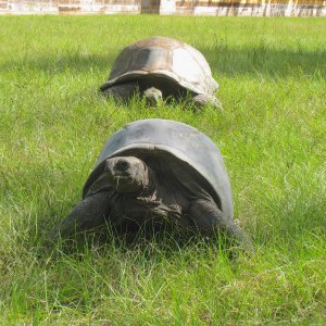 ALDABRA BREEDER